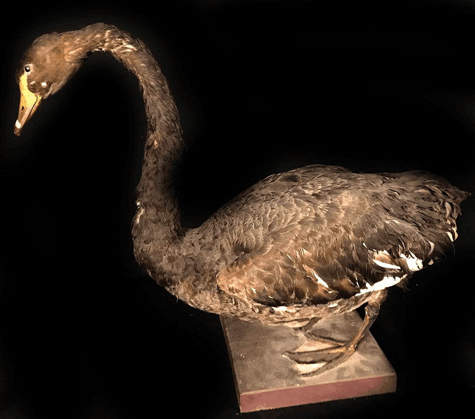 Swan, LSDCKT15, from Bischoff's Animals