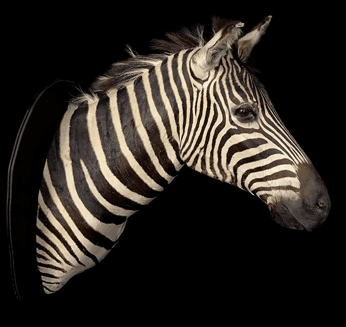 Zebra, HMZBT1, from Bischoff's Animals