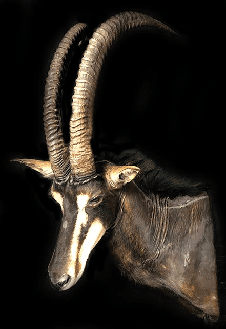 Sable, HMSBLT1, from Bischoff's Animals