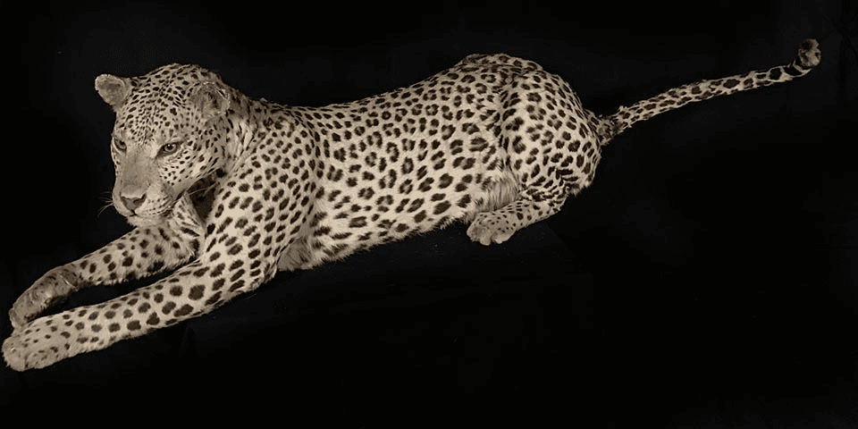 Leopard, LSLPDT2, from Bischoff's Animals