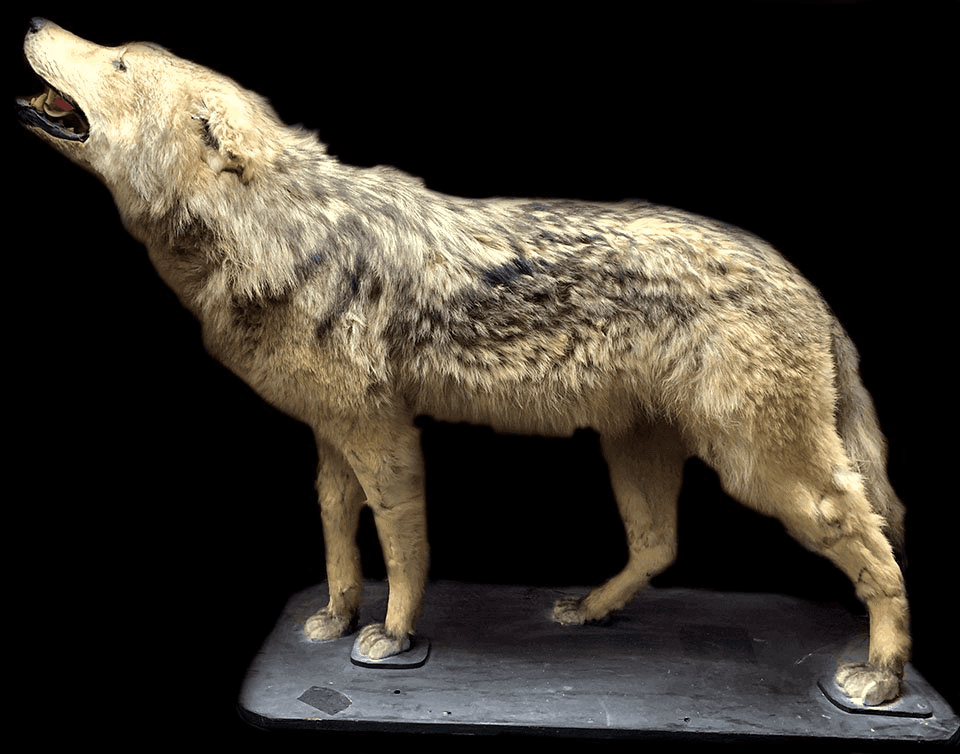 Wolf, LSWLFT7, from Bischoff's Animals