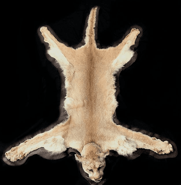 Rug/Mountain Lion, HRGT18, from Bischoff's Animals
