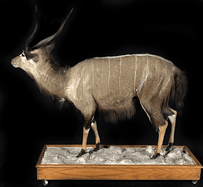 Nyala, LSNYLAT1, from Bischoff's Animals
