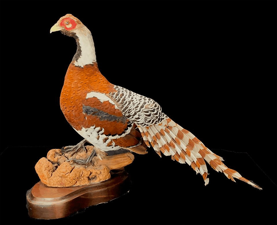 Pheasant, LSPHSNT10, from Bischoff's Animals