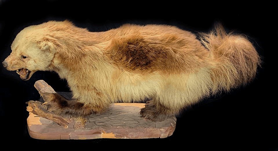 Wolverine, LSWVVT10, from Bischoff's Animals