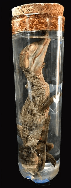 Alligator/Wet Specimen, WETSPEC63, from Bischoff’s Taxidermy