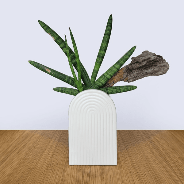 Live Plant, PSR90492, from Prevalent Studio Rentals