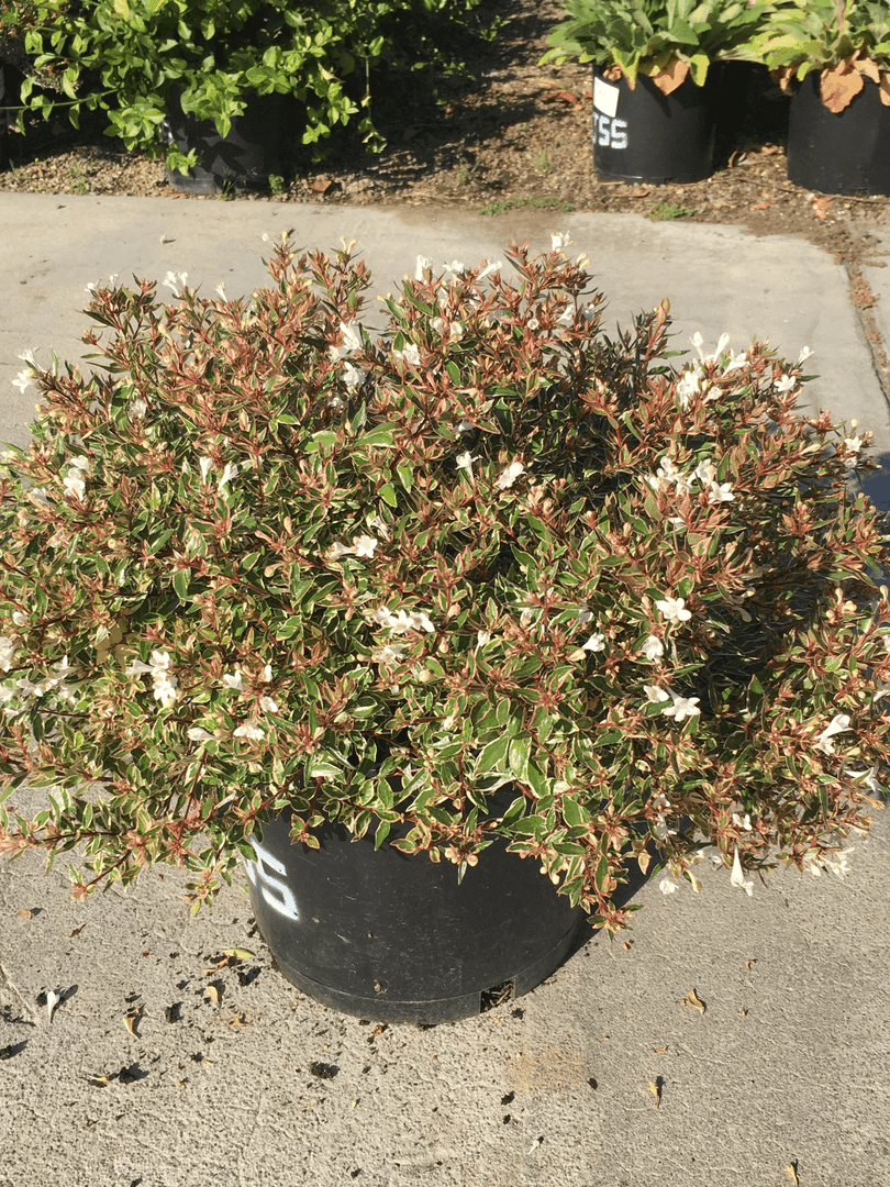Abelia Confetti, from Jackson Shrub