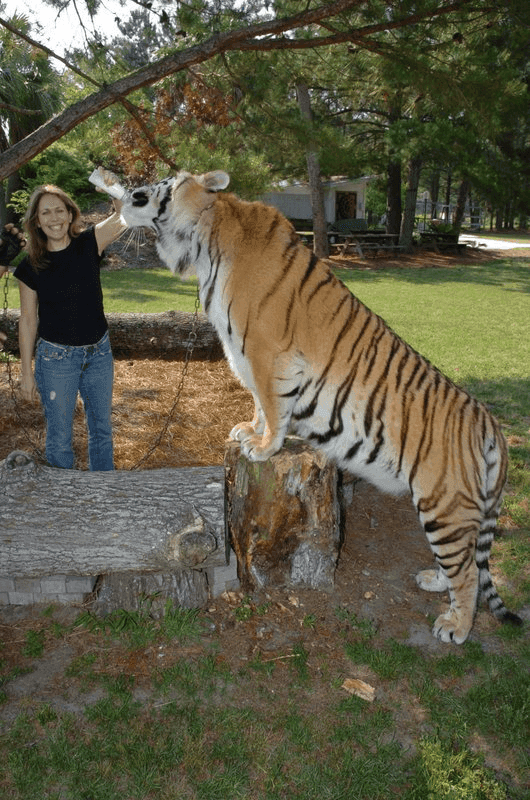 Tiger 1104, from All Tame Animals