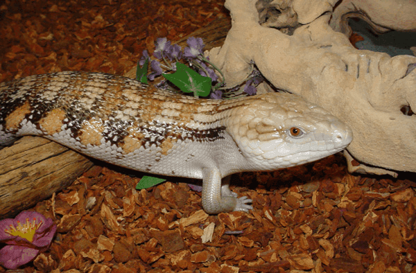 Blue Tongue Skink 9005, from All Tame Animals