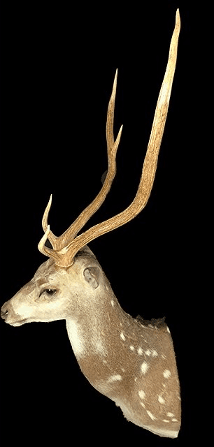 Axis Deer, HMAXDT1, from Bischoff’s Taxidermy