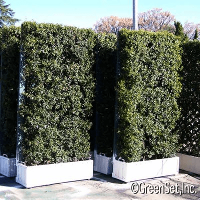 4x8 Double Sided Live Eugenia Hedge, BHLI3285, from Green Set