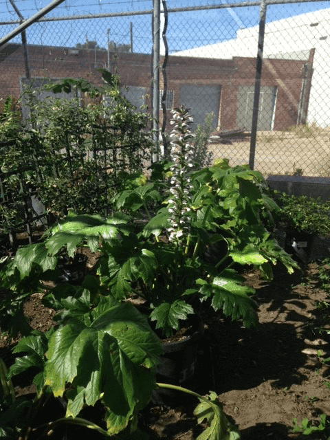 Acanthus Mollis in May, from Jackson Shrub