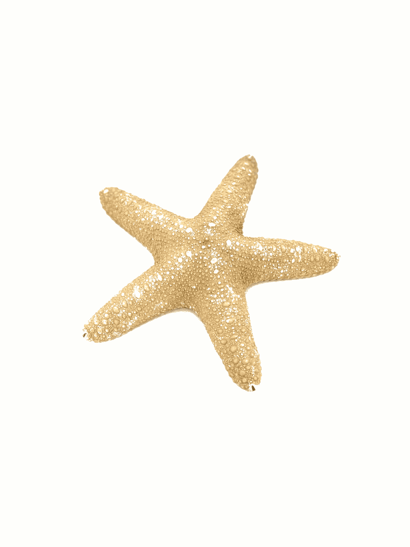 Star Fish, from Hero & Beauty