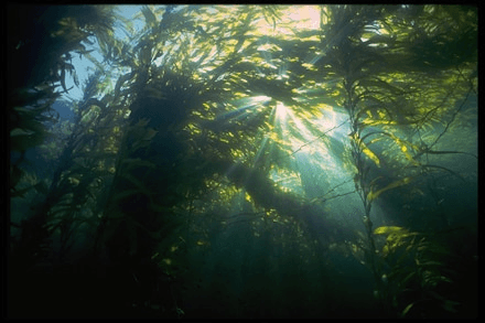 Underwater Kelp Photograph, SBEN078, from Enchanted Art