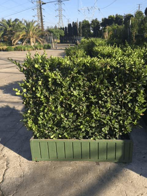 4x4' Ligustrum hedge, BHLI0617, from Green Set