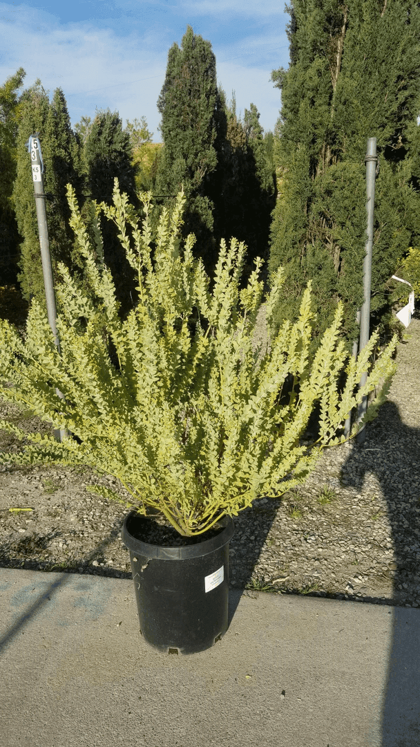 Acacia Cultriformis- Knife Leaf, from Jackson Shrub