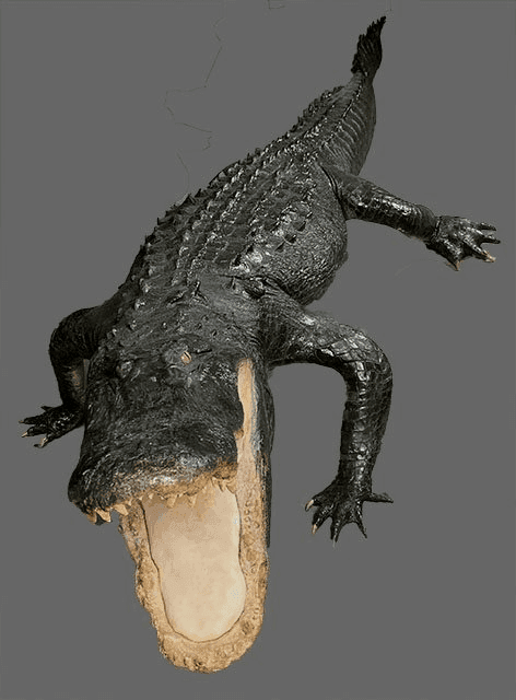 Alligator, LSREPT58, from Bischoff’s Taxidermy