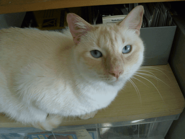 Cat 717, from All Tame Animals