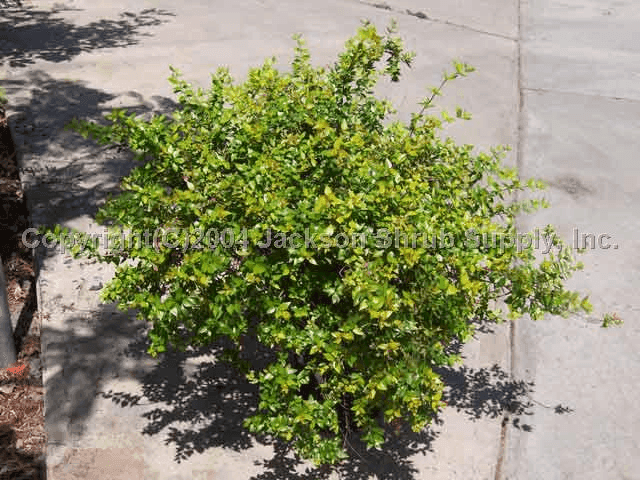 Abelia, from Jackson Shrub