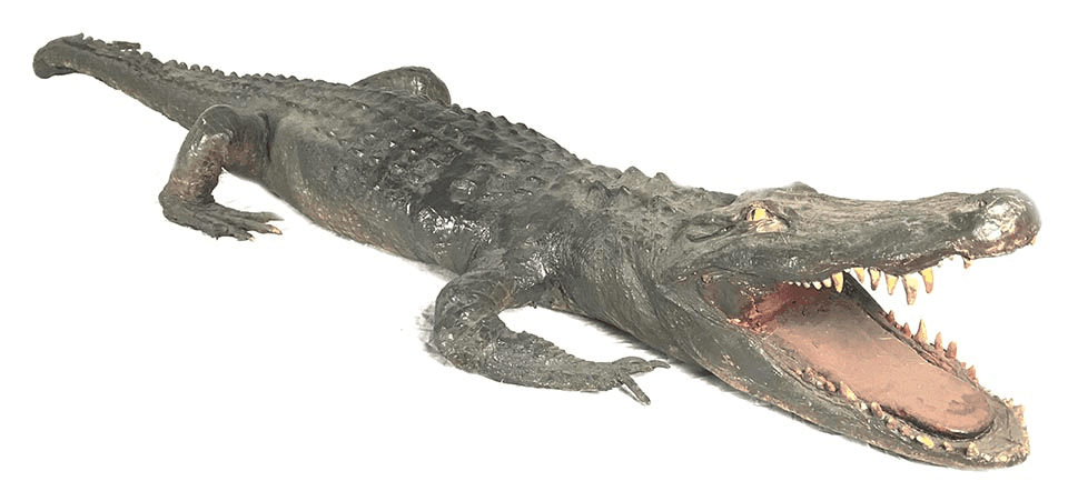 Alligator, LSREPT2, from Bischoff’s Taxidermy