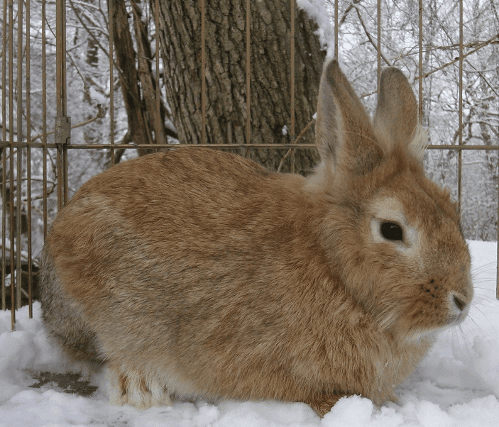 Bunny 2007, from All Tame Animals