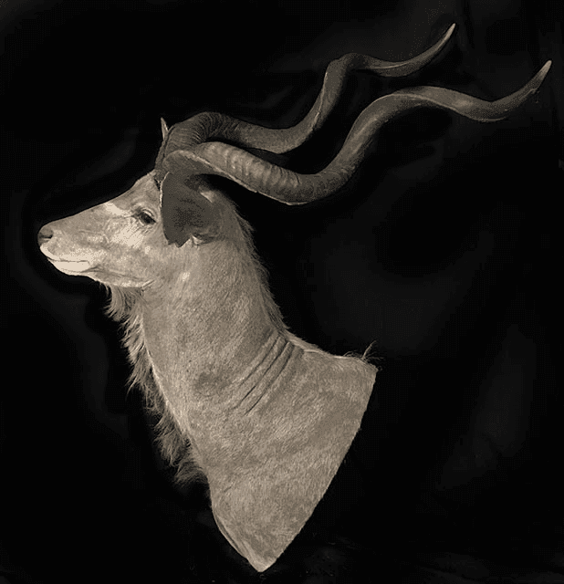 African Kudu, HMKDUT1, from Bischoff’s Taxidermy