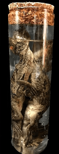 Alligator/Wet Specimen, WETSPEC76, from Bischoff’s Taxidermy