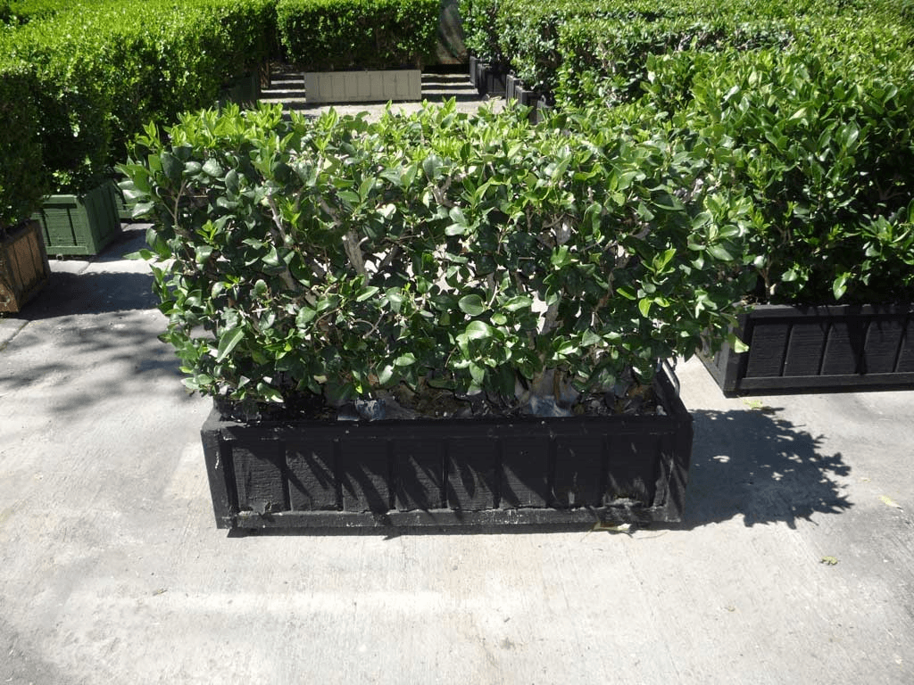 3x2.5 Ligustrum Hedge, BHLI2599, from Green Set