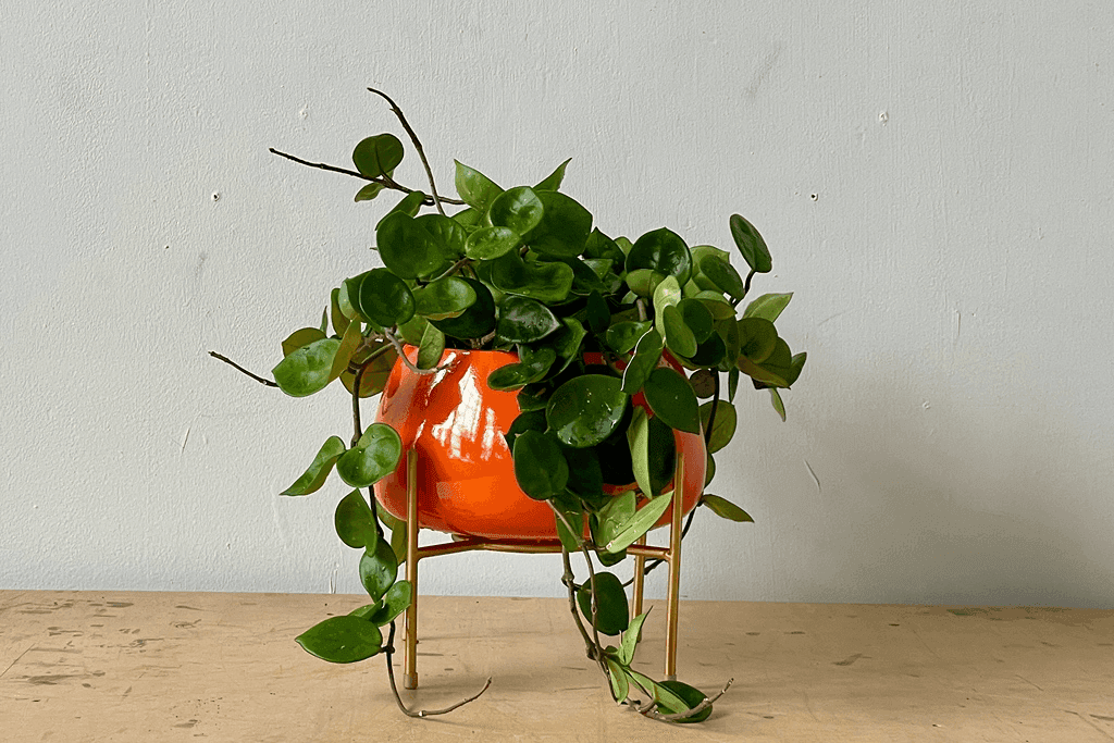 Wax Plant (Hoya Carnosa), 12, from Best Supporting Plants