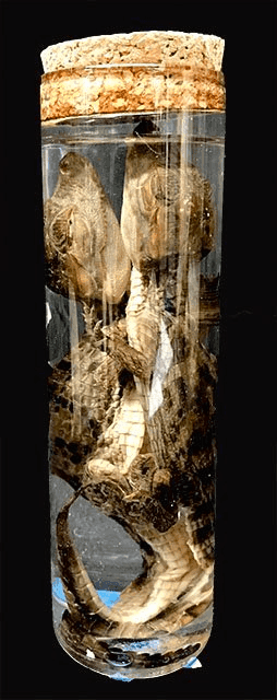 Alligator/Wet Specimen, WETSPEC11, from Bischoff’s Taxidermy