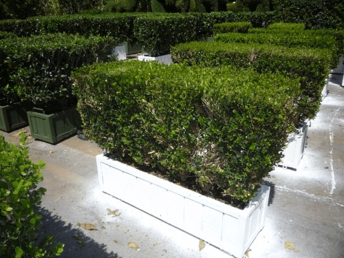 3 X 2.5 Boxwood Hedge, BHLI9603, from Green Set