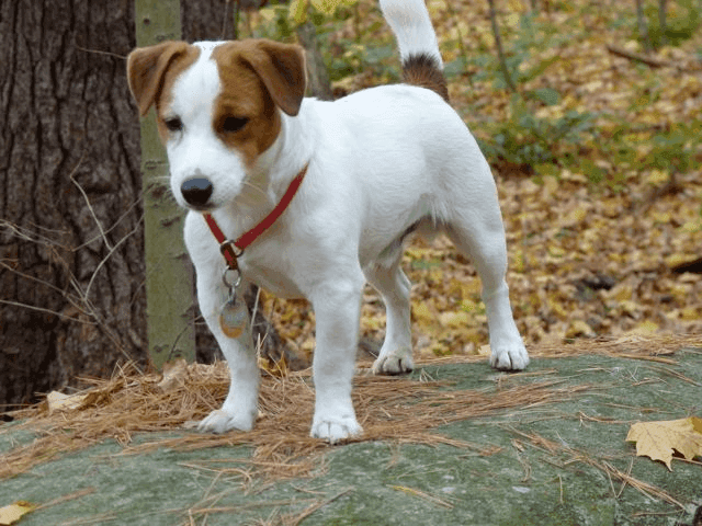 Jack Russell 152, from All Tame Animals