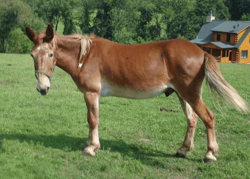 Mule 1011, from All Tame Animals