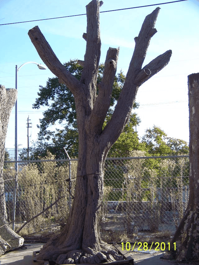 Acacia Fiberglass Tree No 3, from Jackson Shrub