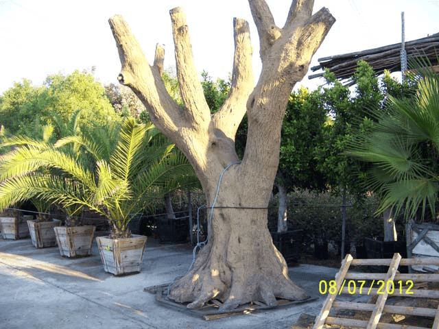 Acacia Fiberglass Tree No 2, from Jackson Shrub