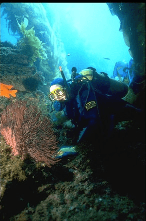 Coral Reef Photograph, SBEN056, from Enchanted Art