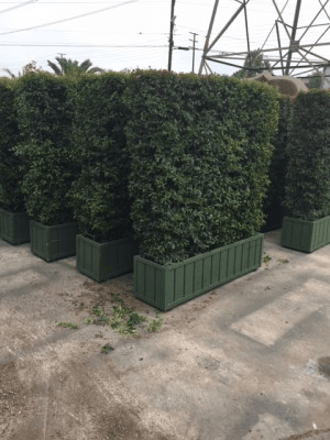 4x5 Double Sided Eugenia Hedge, BHLI3313, from Green Set