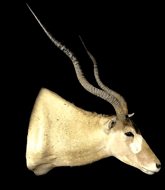 Addax, HMADXT1, from Bischoff’s Taxidermy