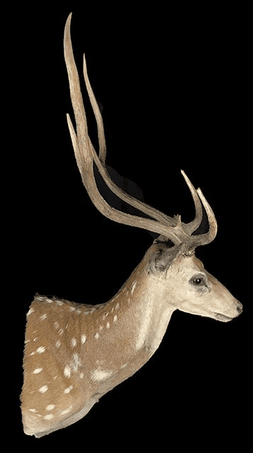 Axis Deer, HMAXDT2, from Bischoff’s Taxidermy