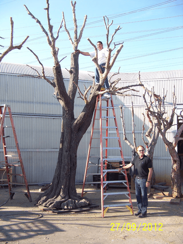 Acacia Fiberglass construction 1, from Jackson Shrub
