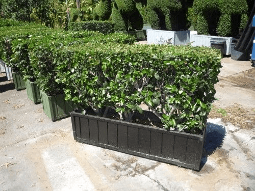 4x3 Live Ligustrum Hedge, BHLI2608, from Green Set