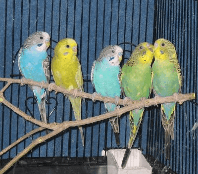 Parakeets 3004, from All Tame Animals
