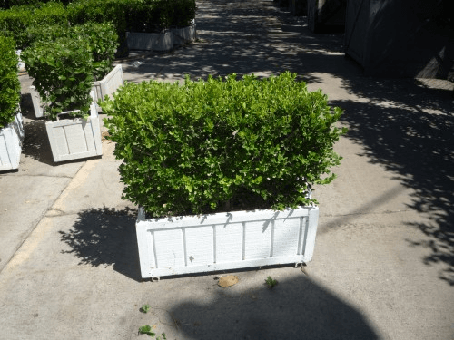 2x2 Live Boxwood Hedge, BHLI2601, from Green Set