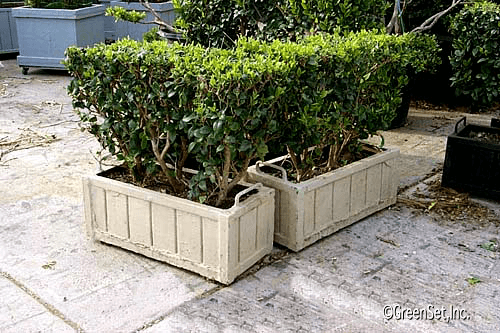 2x2 Live Ligustrum Hedge, BHLI2602, from Green Set