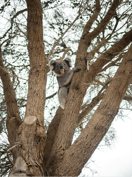 Koala, HUV030, from Lights Camera Art