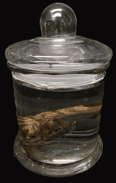 Alligator/Wet Specimen, WETSPEC57, from Bischoff’s Taxidermy